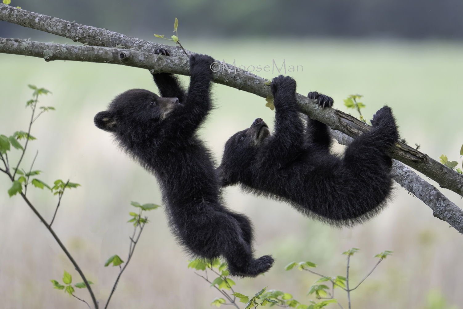 Academie Outdoor BLACK BEARS 3