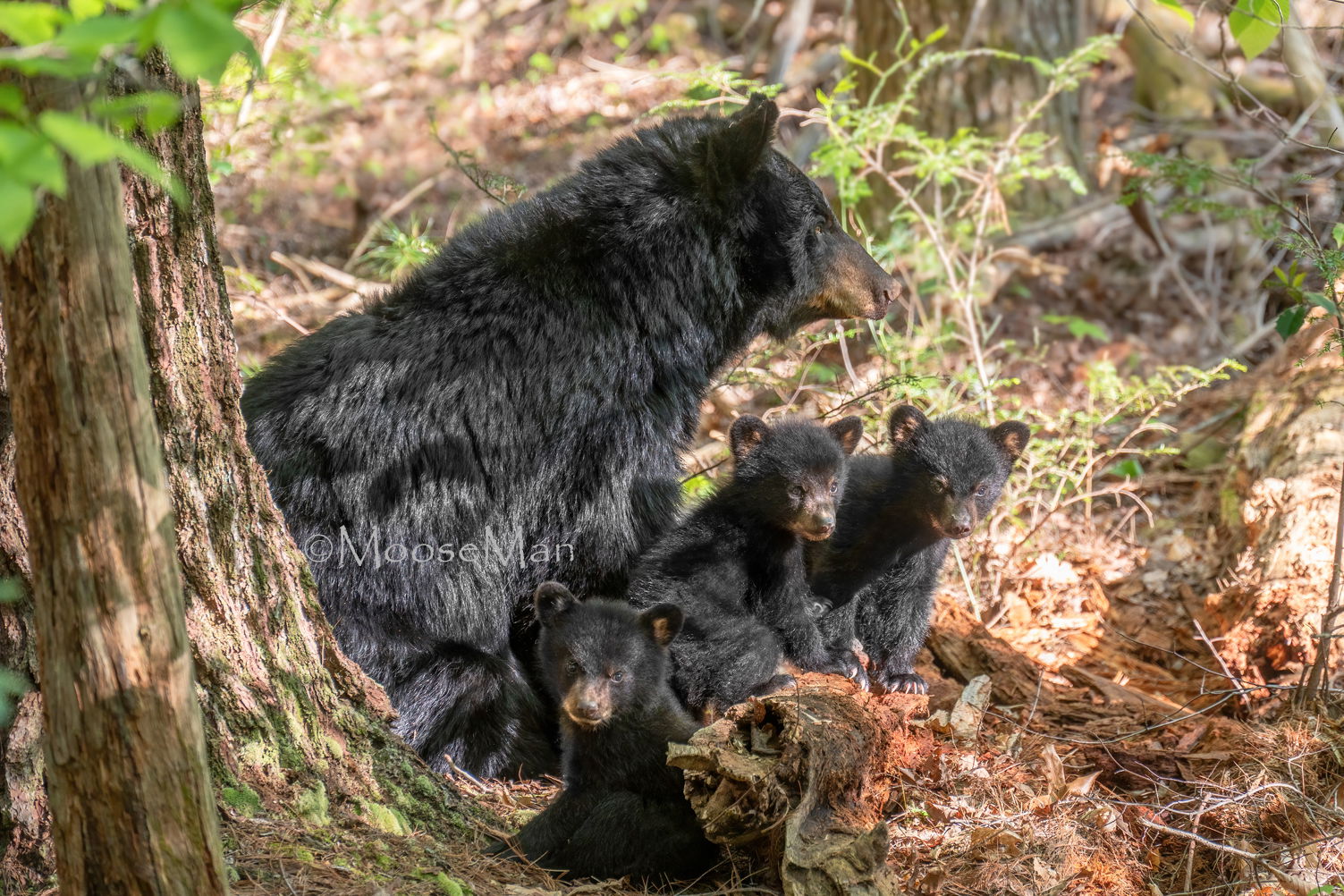 Academie Outdoor BLACK BEARS 4