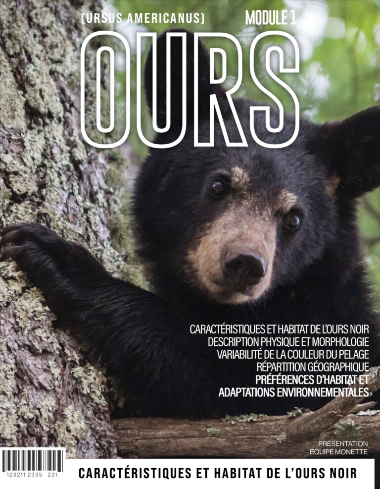 Academie Outdoor Caracteristiques et Habitat de lOurs Noir