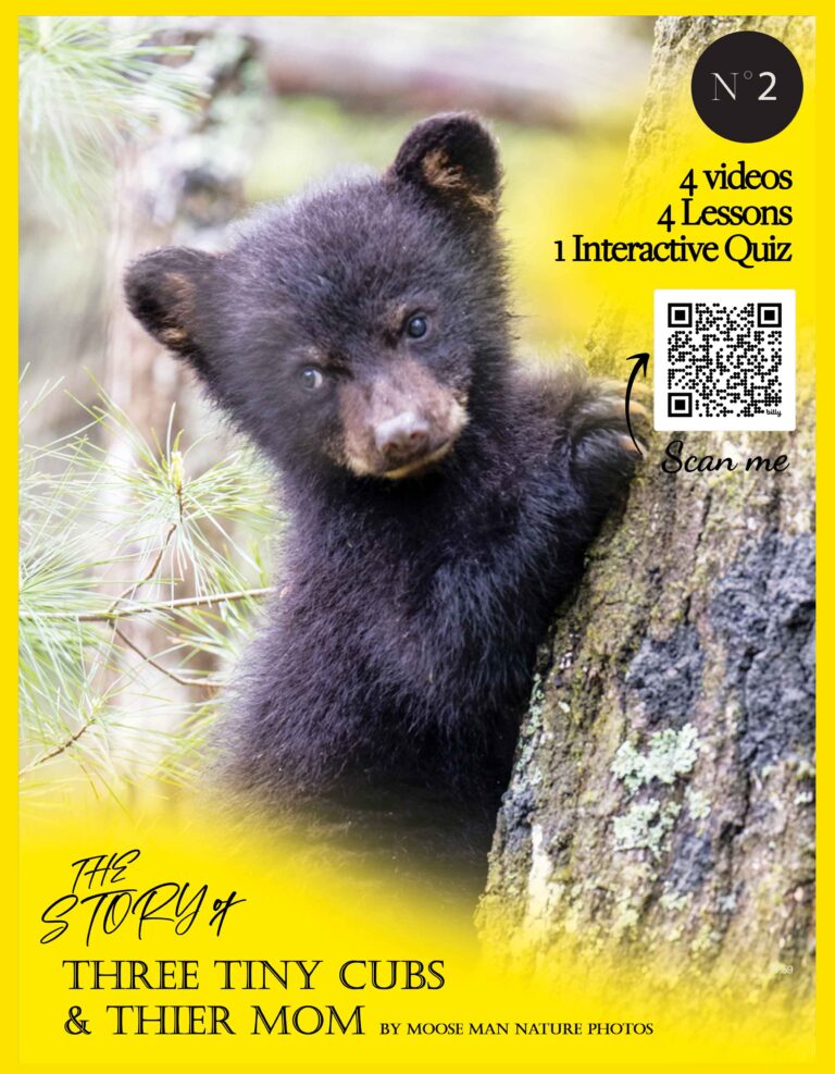 Video-Baby-Black-Bears-Part-2