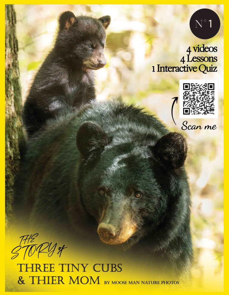 Video-Baby-Black-Bears-Part-l