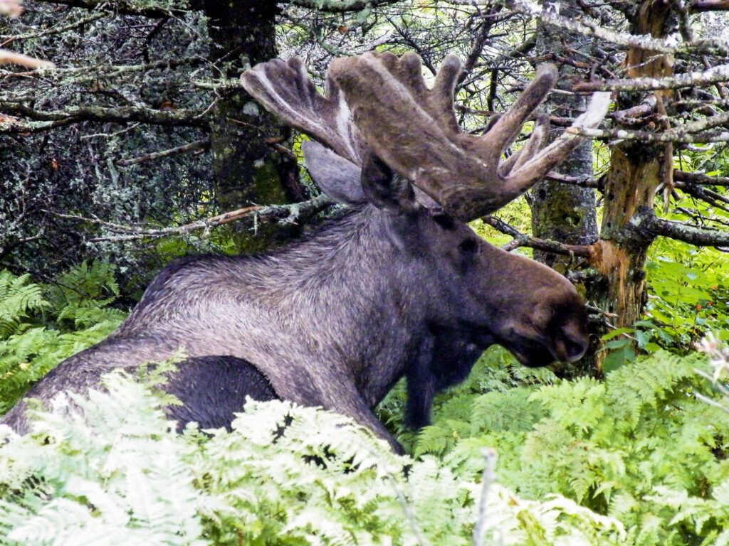 Academie Outdoor 200Orignal Moose