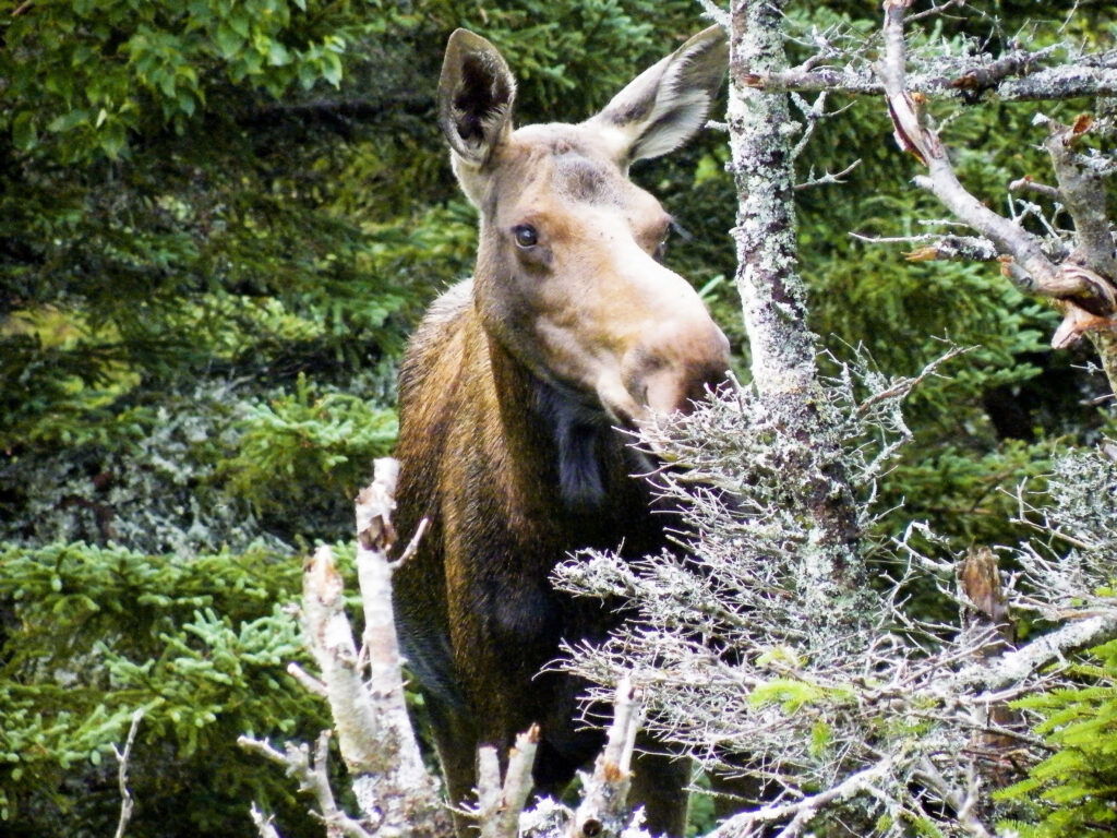 Academie Outdoor 201Orignal Moose