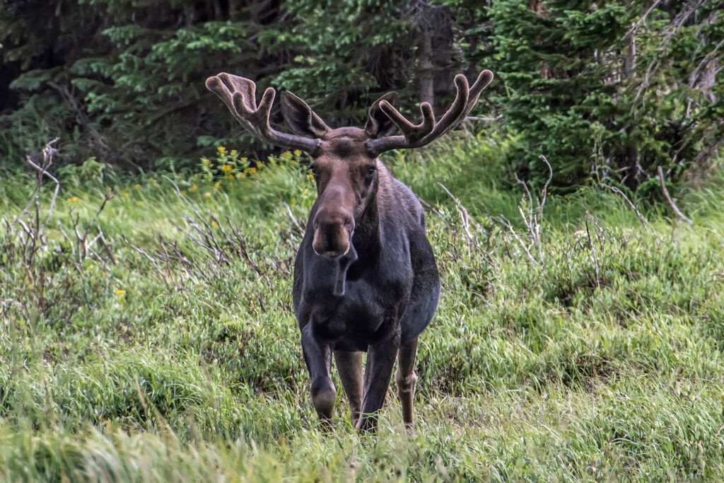 Academie Outdoor 202Orignal Moose
