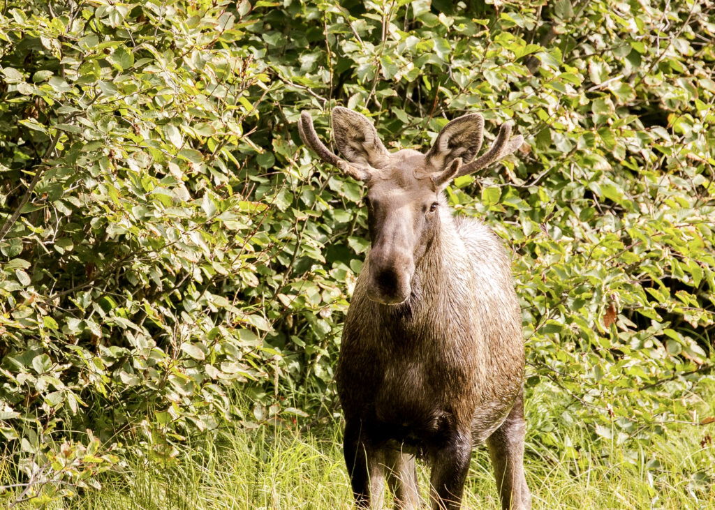 Academie Outdoor 205Orignal Moose