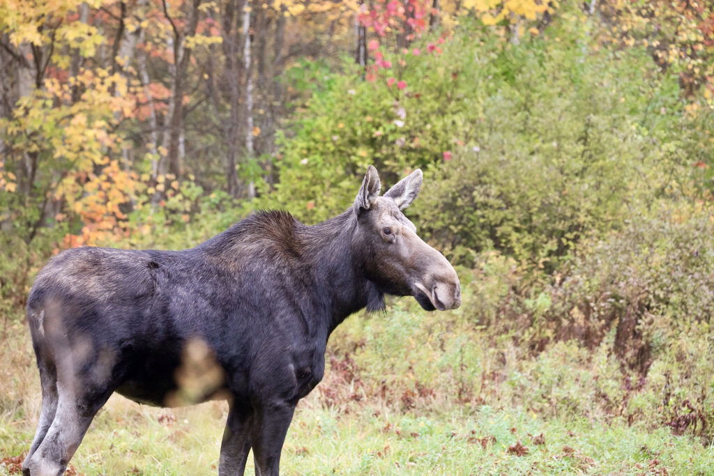 Academie Outdoor 207Orignal Moose