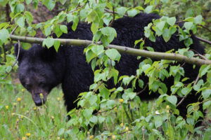 Academie Outdoor Black bear Ursus americanus ours noir 101