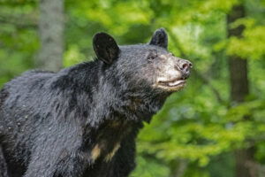Academie Outdoor Black bear Ursus americanus ours noir 110