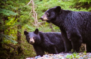 Academie Outdoor Black bear Ursus americanus ours noir 111