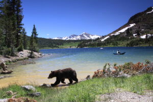 Academie Outdoor Black bear Ursus americanus ours noir